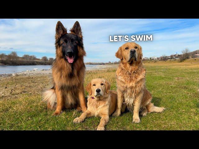 a day in the life of my 3 dogs