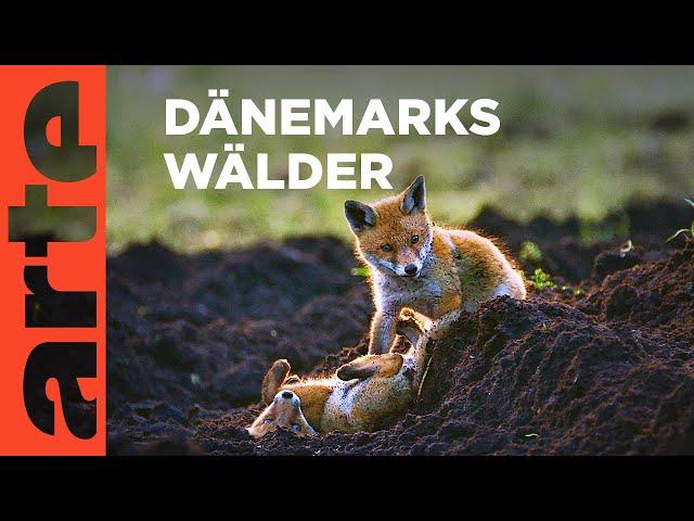 Der Wald | Wildes Dänemark Reupload | ARTE Family