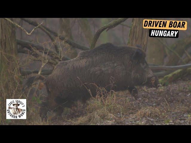 Epic Driven Boar Hunting in Hungary