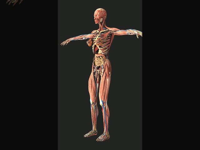 Anatomical position: Directional terms and Planes 3d illustration #anatomy #anatomicalposition