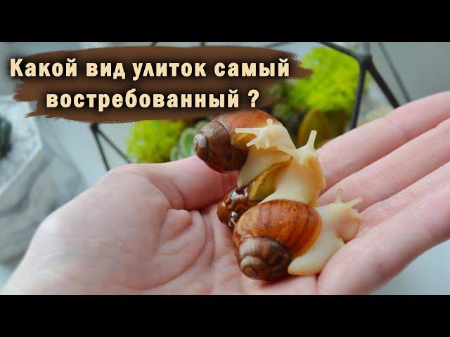 ИНКУБАЦИЯ НА ВАТНЫХ ДИСКАХ | УХОД ЗА УЛИТКАМИ