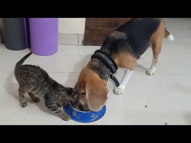 @lilbeaglesonya #cute #cat and dog#beagle # собакаикот