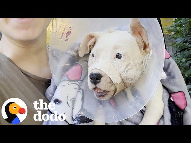 Dog With A Broken Jaw Found In The Road | The Dodo