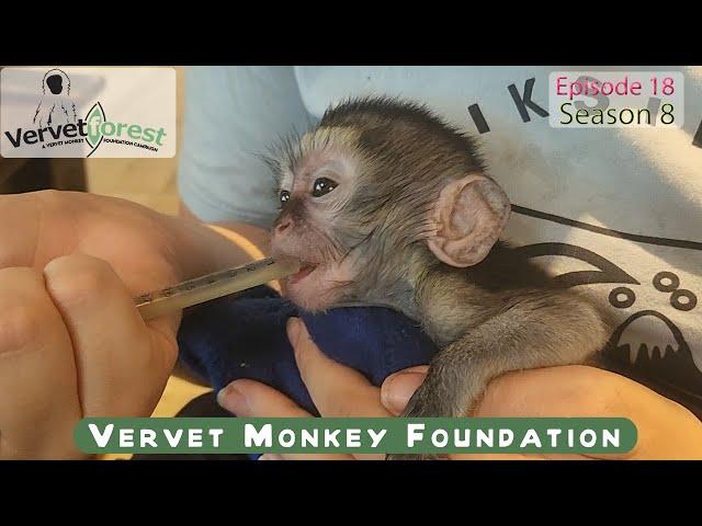 Baby monkey dies in arms of caregiver - go in peace Marianna