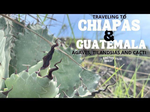 Botanizing in Southern Chiapas and Guatemala with two world renowned Agave experts.