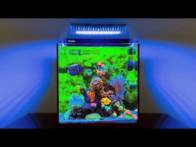 The BEST Nano Reef Tank I've Seen: 20 Gallon Aquarium