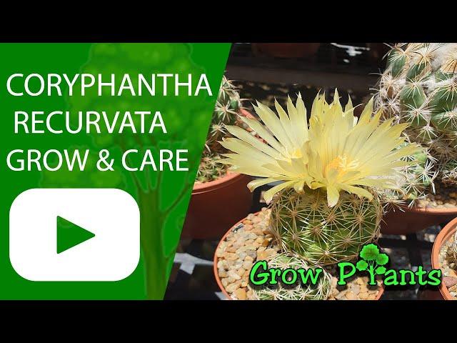 Coryphantha recurvata - grow & care (Beehive cactus)