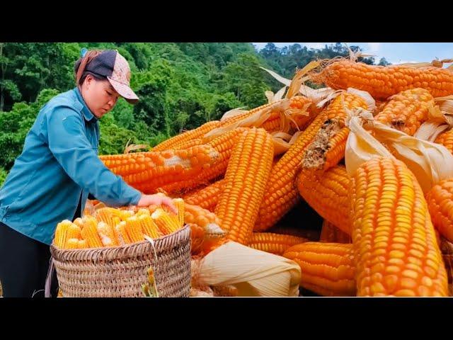 Simple life DH/Full Video Produce a corn crop from start to harvest, on the farm