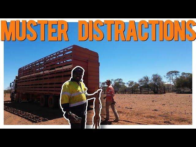 Mustering Mayhem: Bulls, Bungarras, and Baby Camels!