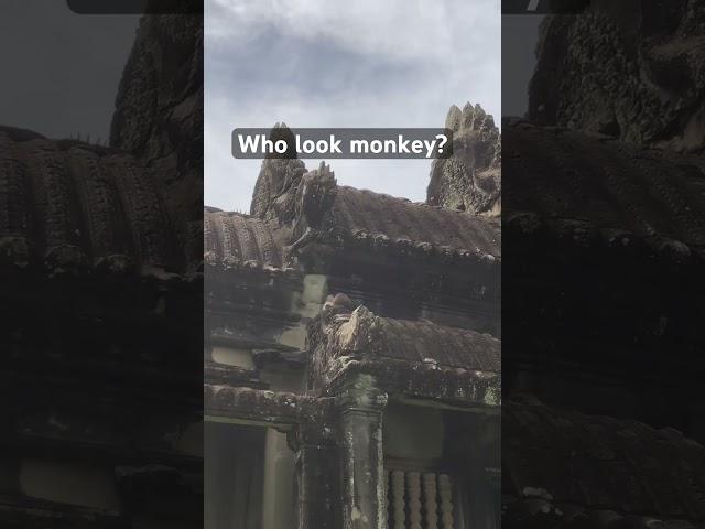 Monkeys at Angkor Wat temple Cambodia #wildlife #monkey #pets #animals #love #foryou