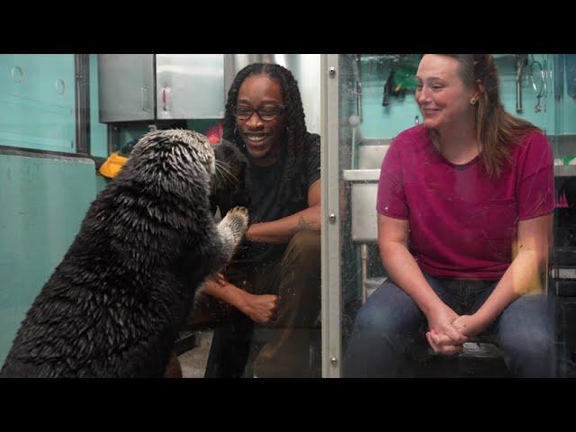 Sea Otter Encounter at Georgia Aquarium