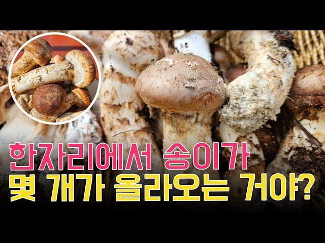 한자리에서 송이가 도대체 몇 개가 올라오는 거야? #송이버섯