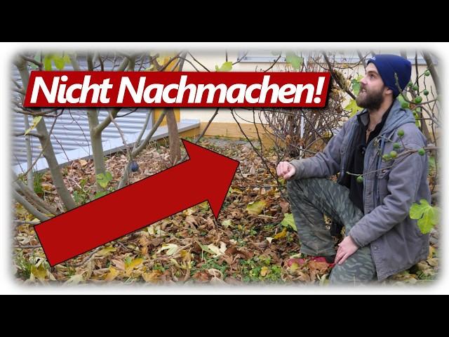 5 Feigen Fehler beim Überwintern vermeiden! | Feigenpflanzen erfolgreich ohne Probleme anbauen