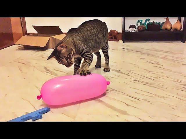 Gatos vs Balão #1