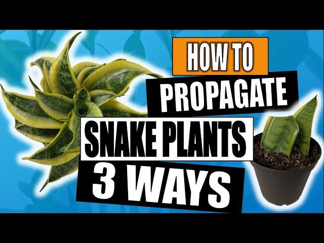 Snake Plant Propagation (Sansevieria): 3 Ways to Propagate