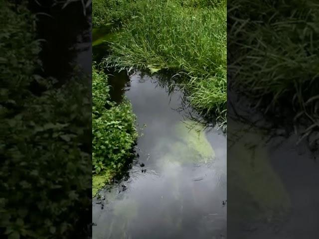 Calming Nature #stream #moss #pacificnorthwest #water #runningwater #naturesounds  #nature #shorts