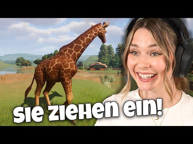 Das Savannen-Gehege ist fertig! - Planet Zoo Muckelzoo 79 (Stream vom 22.02.2024)