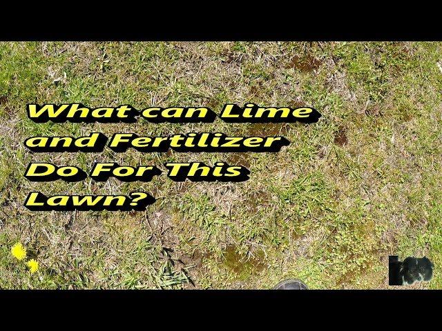 Results of adding Lime and Fertilizer to Lawn Before and After