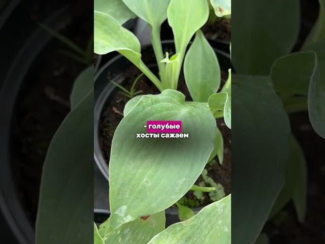 КУДА ПОСАДИТЬ И КАК УХАЖИВАТЬ : #дача #цветы #садовыйцентр #garden #длядачи