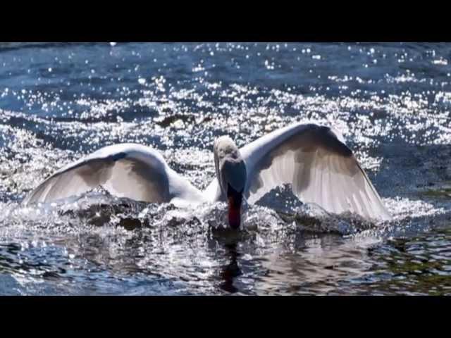 Эдвард Григ "Пер Гюнт" Утро - Edvard Grieg