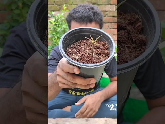 Propagating a mango  plant from seed  #propagation #germination #shorts