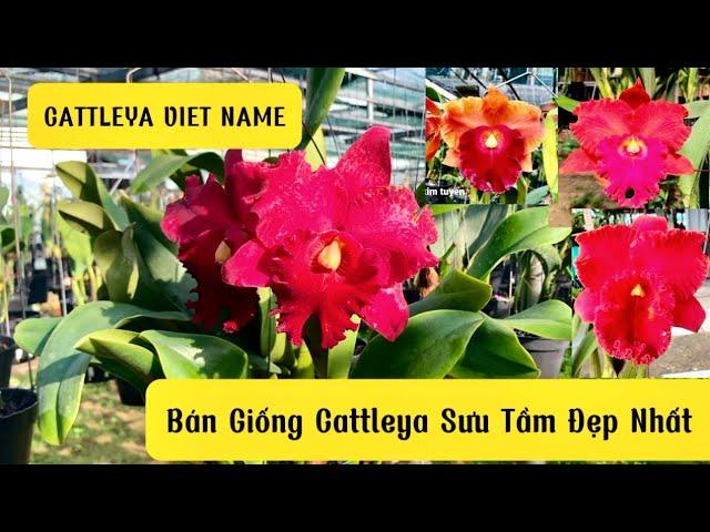 Bán Những Giống Cattleya Sưu Tầm Đẹp Nhất Thị Trường #cattleyavietnam #bánhoalan  (ngày 4- 5, 2024)