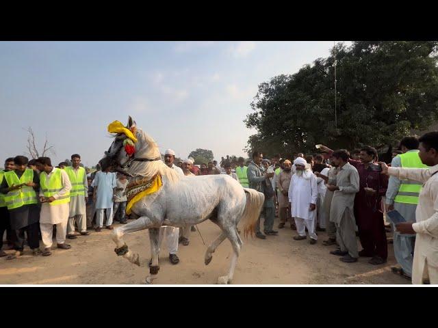 سالانہ عرس مبارک پے گھوڑوں  کا رعکس ️