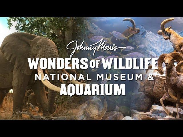 Johnny Morris' Wonders of Wildlife in Springfield Missouri