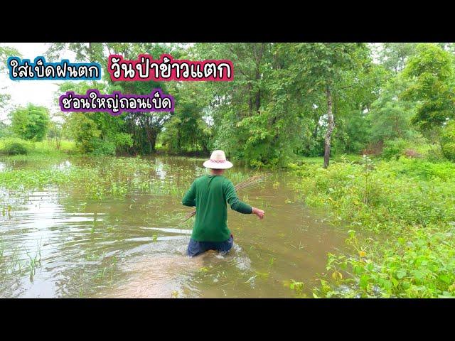 วันป่าข้าวแตก ใส่เบ็ดฝนตกหนัก น้ำท่วมเบ็ดจม โดนช่อนใหญ่ดึงเบ็ดถอน/บ้านนาพาสุข EP.386