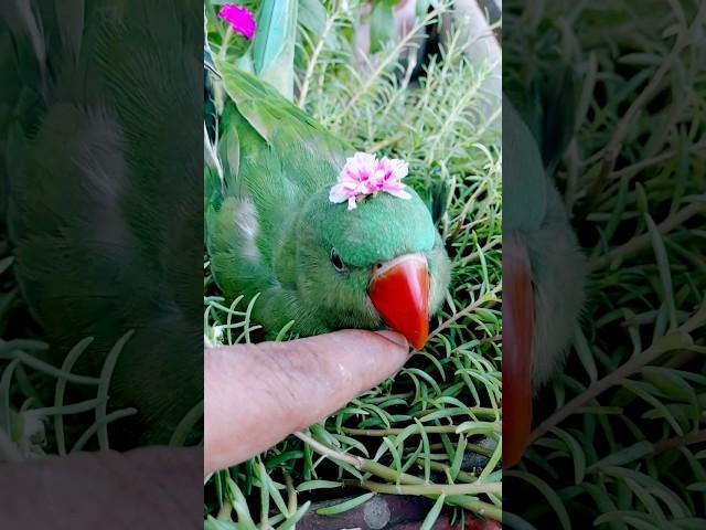 Beautiful viral video, Mojo parrot in the flower plant  🪴  ##lovelyparrot #flowerplants #myhome