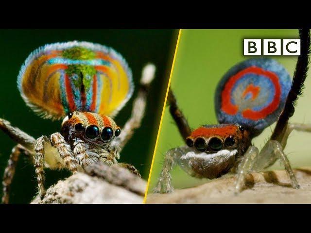 Peacock spiders, dance for your life! - BBC