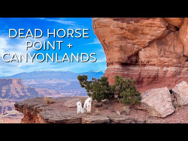 Dog Friendly Road Trip Ep 7 | Dead Horse Point State Park + Canyonlands National Park