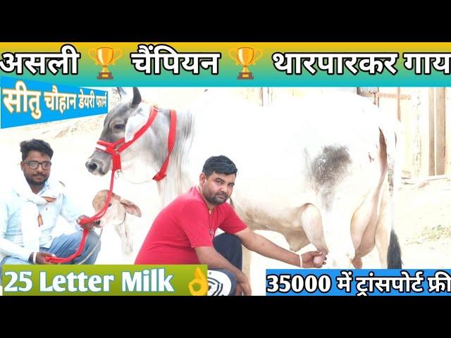 25 Letter Milk  असली गारंटी वाली  चैंपियन  थारपारकर गाय  Most Beautiful ️ Tharparkar Cow