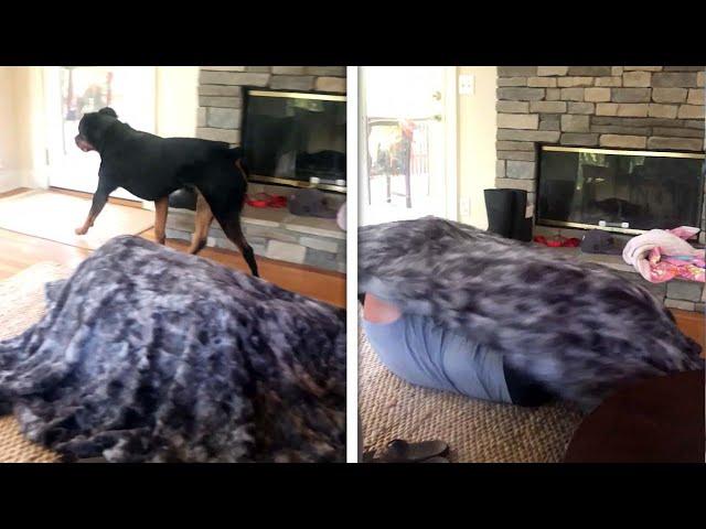 Dog Vs Magic Trick! Owner Confuses Dog HIDING UNDER BLANKET! (Funny Dog Reaction)