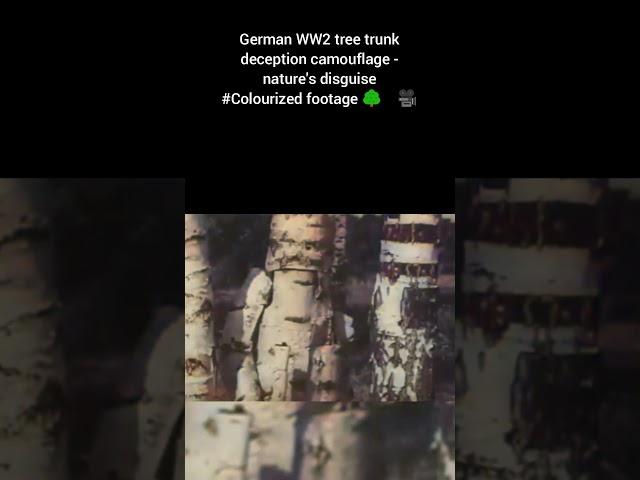 German WW2 tree trunk deception camouflage nature's disguise #Colourized footage   