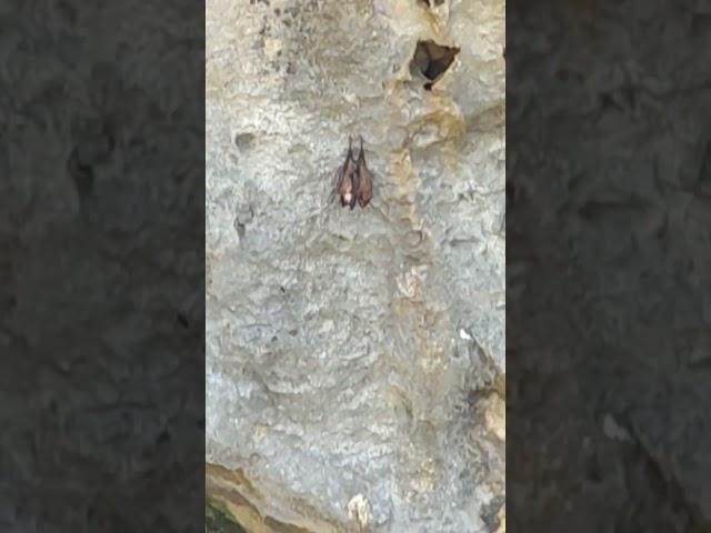 Jumping Cave in hundred islands with Bat #bats #cave #sea #jumping