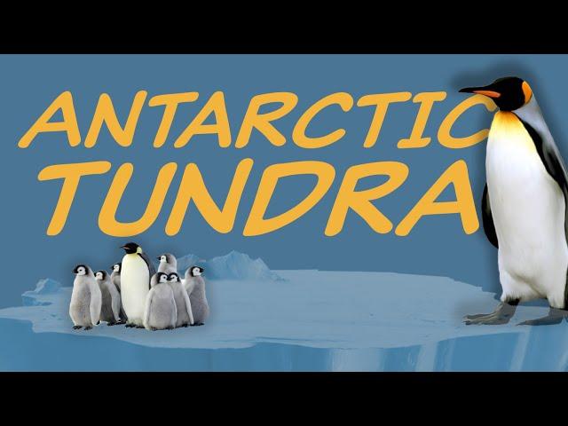 Explore the ANTARCTIC TUNDRA Biome  Nature Ecology & Environment