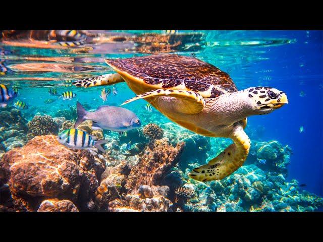 Relaxing music to relieve stress, underwater wonders  coral reefs and colorful marine life