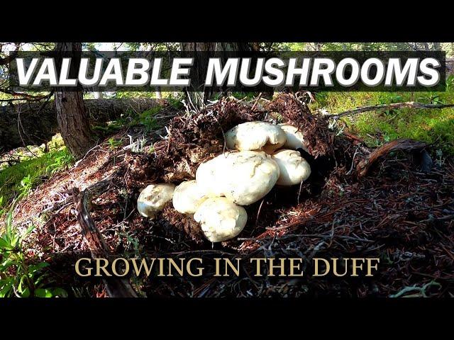 Exploring a Forgotten Pine Mushroom Patch (2022 Pines Episode 4)