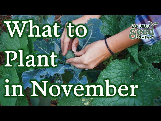 9 Types of Crops To Plant In November | Winter Gardening Guide