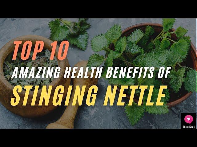 Top 10 Amazing Health Benefits Of Stinging Nettle | Blissed Zone