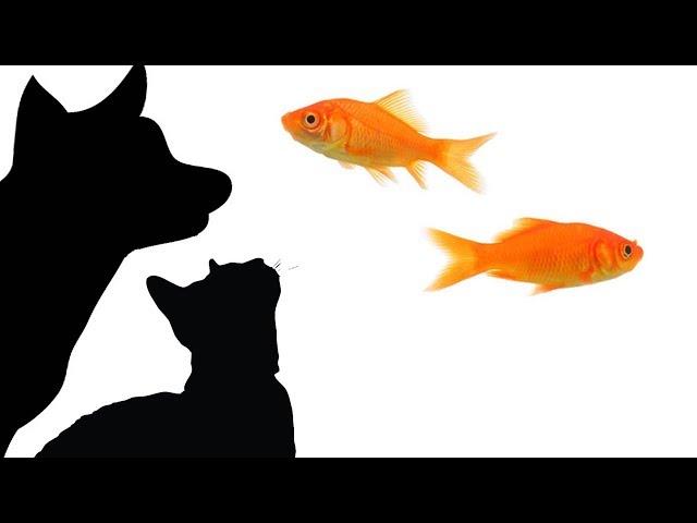 CAT GAMES - CATCHING FISH 1 HOUR MARATHON (FOR CATS ONLY)