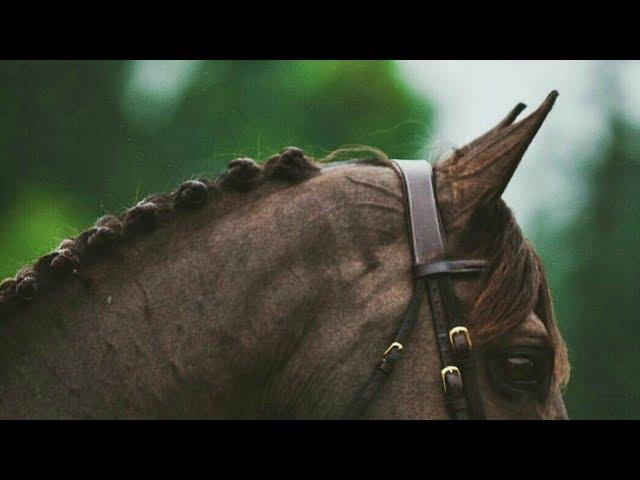 Something Just Like This || Equine Edit