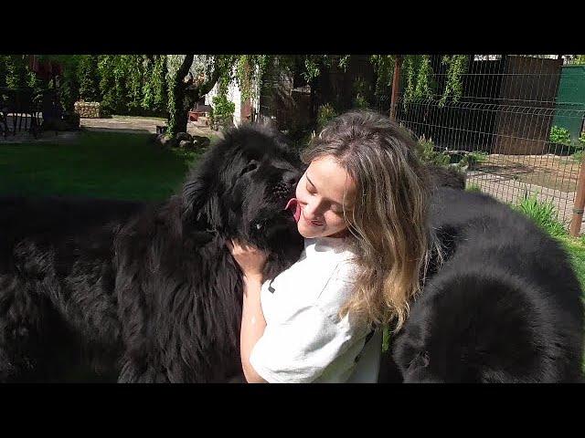 We had a guest/Newfoundland dogs and Girl