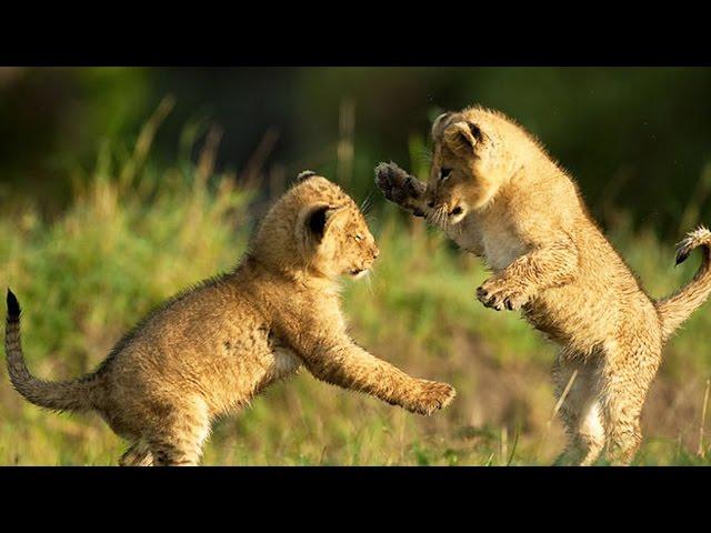 Cute LION CUBS Playing (HD) [Funny Pets]