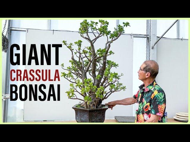 GIANT Crassula Bonsai (Beware Dramatic Pruning!)