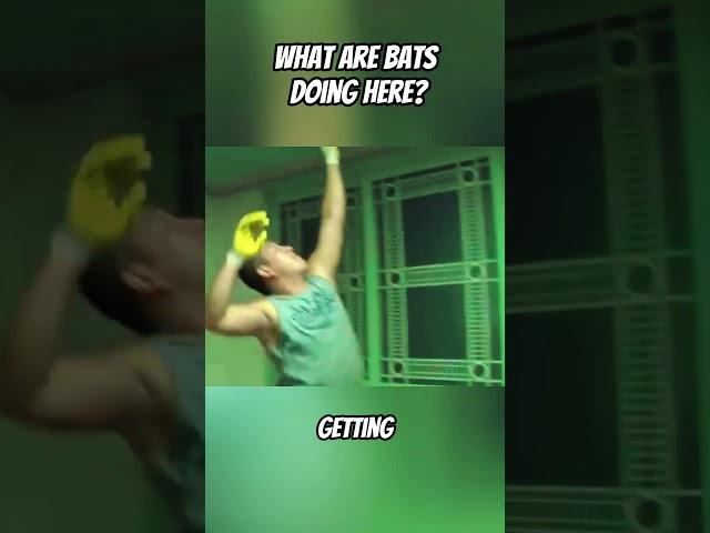 FLYING CREATURES UNDER MY HOUSE #weird  #curious  #science  #interesting  #facts