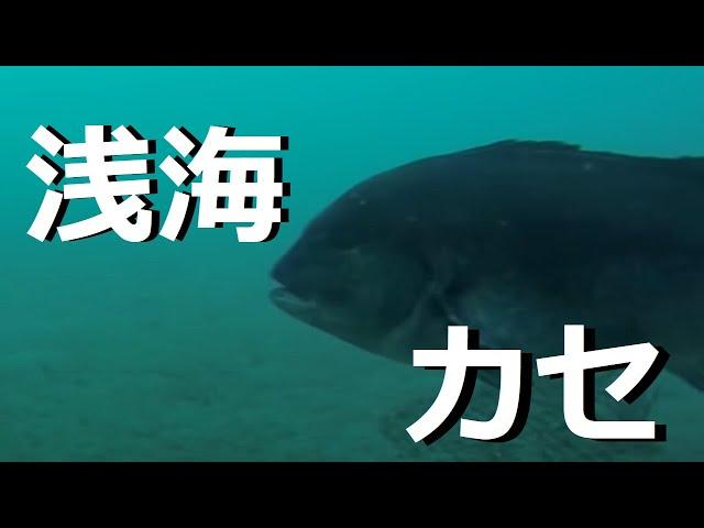 串本 カセ釣り　浅海カセ 【海釣り水中映像】