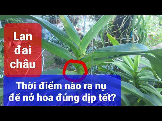 Phong lan đai châu: Xác định thời điểm ra nụ để nở hoa vào tết Nguyên đán