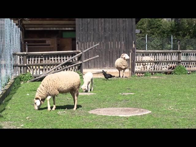 Moutons dans un parc